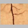 Neuronas Golgi 12.jpg